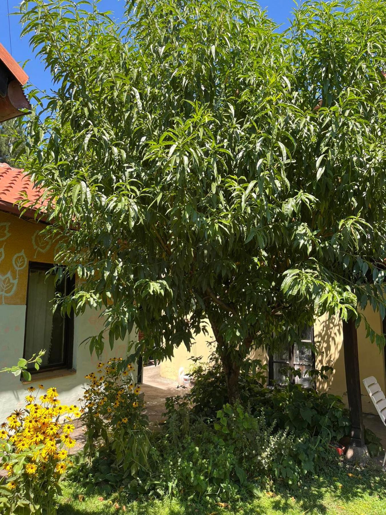 Apartment Garickina Kuca Pirot